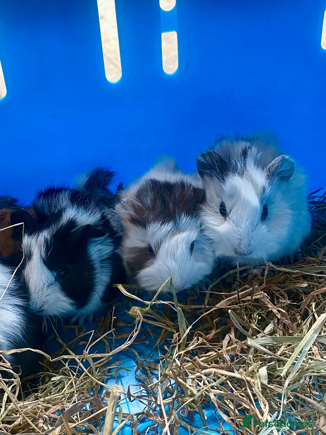Guinea Pig rodents for sale: Baby guineas boys and girls available  - Image 2