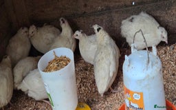 Quail poultry for sale: White jumbo quail - Image 1