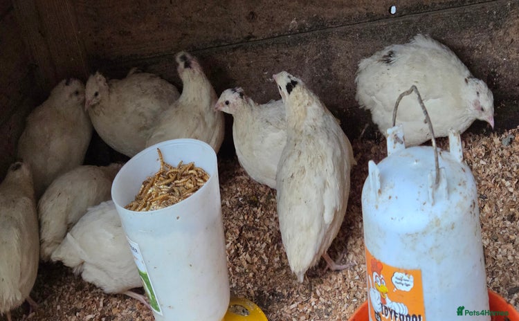 Quail poultry - Advert 1