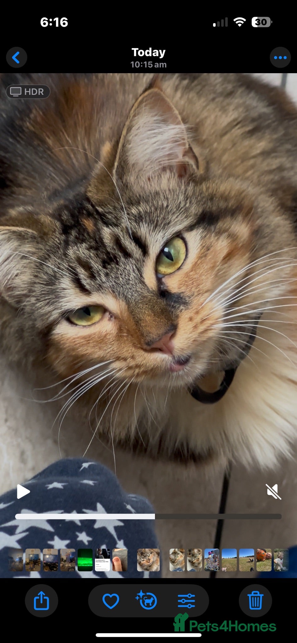 British Longhair cats Minnie - Advert 18