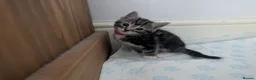 Mixed Breed cats for sale: Kittens - Advert 7