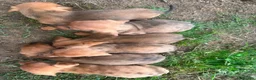 Dachshund dogs for sale: Dachshund puppies stunning red dapple   in Whitby - Advert 6