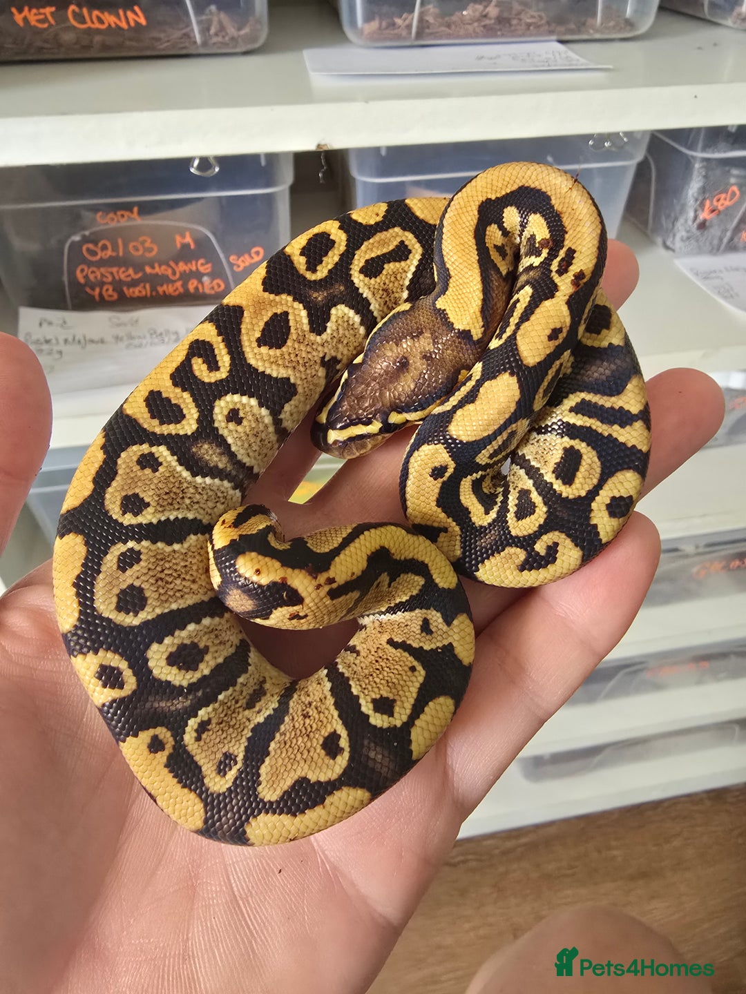 Python Snake reptiles for sale: Stunning snakes available - Image 17