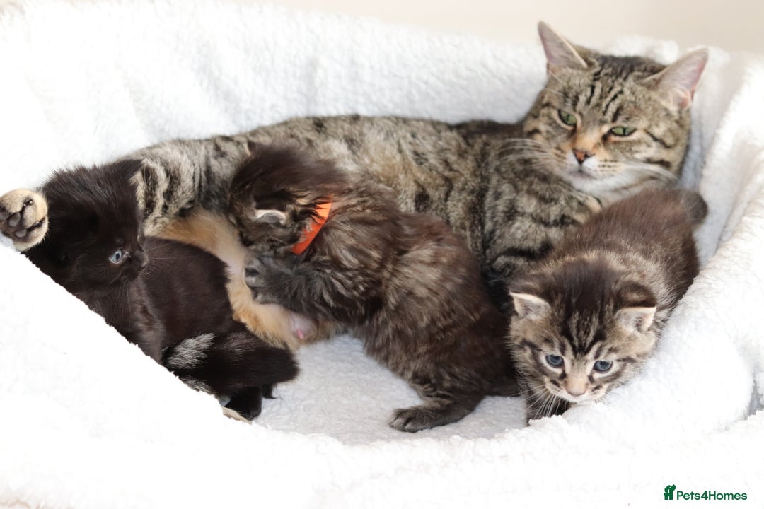 Mixed Breed cats for sale: Beautiful Kittens - Advert 15