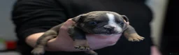 English Bulldog dogs for sale: English bulldogs PUPPIES NEBBR REGISTERED - Advert 13