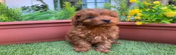 Cockapoo dogs for sale: Stunning F1B toy cockapoos - Advert 3
