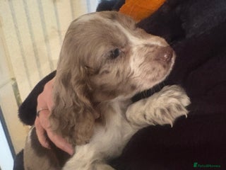 Cocker Spaniel dogs Cocker spaniel pups - Advert 7