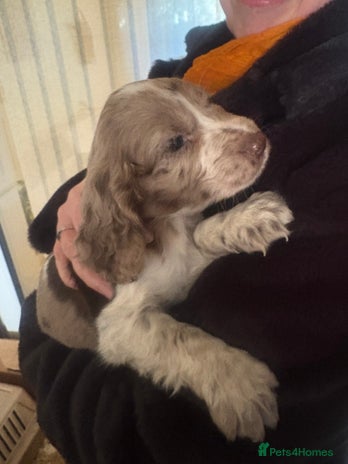 Cocker Spaniel dogs Cocker spaniel pups - Advert 1