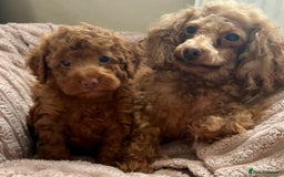 Toy Poodle dogs for sale: Beautiful KC Toy poodle boy  - Advert 2