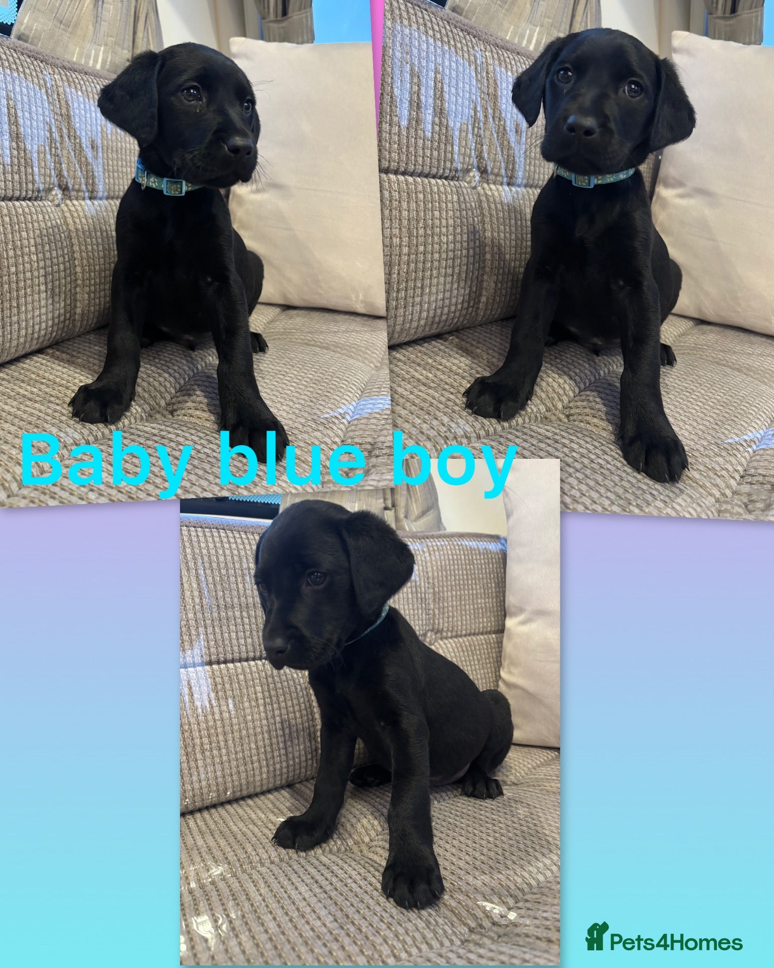 Labrador Retriever dogs for sale: ⭐️KC Registered Labrador Retrievers⭐️ - Advert 2