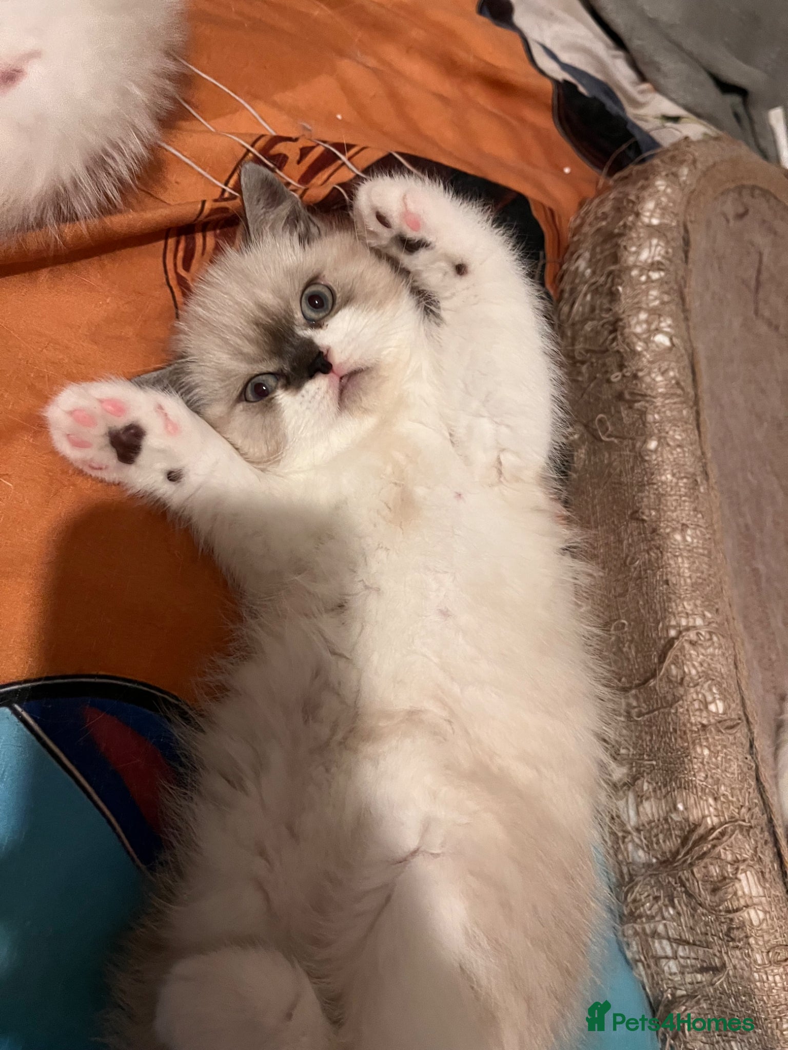 Mixed Breed cats Adorable Ragdoll cross kitten - Advert 1