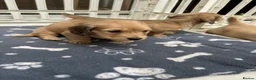 Dachshund dogs for sale: Mini Long haire Dachu - Advert 7