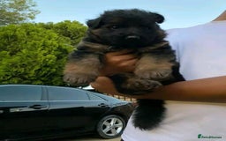 German Shepherd dogs for sale: 🐾 Beautiful German Shepherd Puppies! 🐾 - Image 6