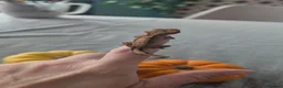 Gecko reptiles for sale: Crested gecko babies - Advert 2