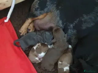 Dachshund dogs Miniature Dacshund - Advert 9