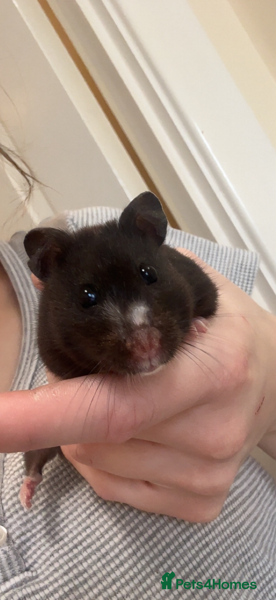 Hamster rodents Hamster  - Advert 1