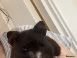 Hamster rodents Hamster - Advert 1