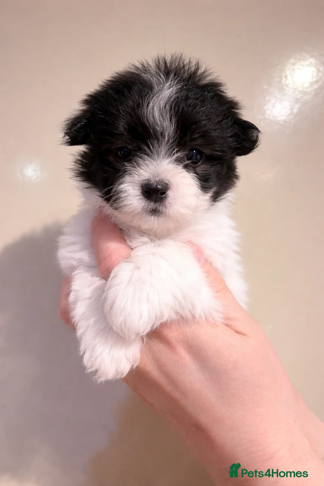 Coton De Tulear dogs for sale: Coton de Tulear puppy in Leeds - Advert 1