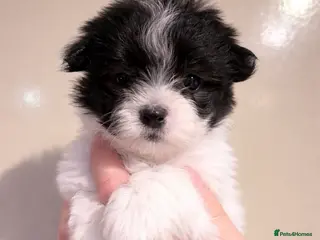 Coton De Tulear dogs Coton de Tulear puppy - Advert 8