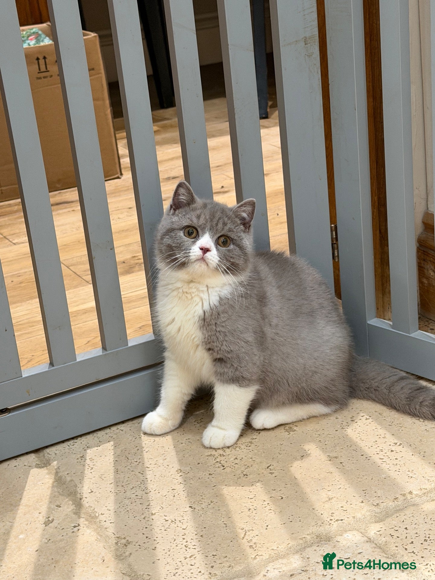British Shorthair cats READY NEXT WEEK - FULL PEDIGREE REGISTERED BSH - Advert 2