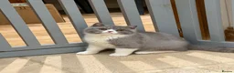 British Shorthair cats for sale: READY NEXT WEEK - FULL PEDIGREE REGISTERED BSH - Advert 6