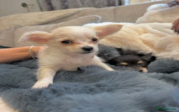 Chihuahua dogs for sale: Small Beautiful Chihuahua Puppies  - Image 7