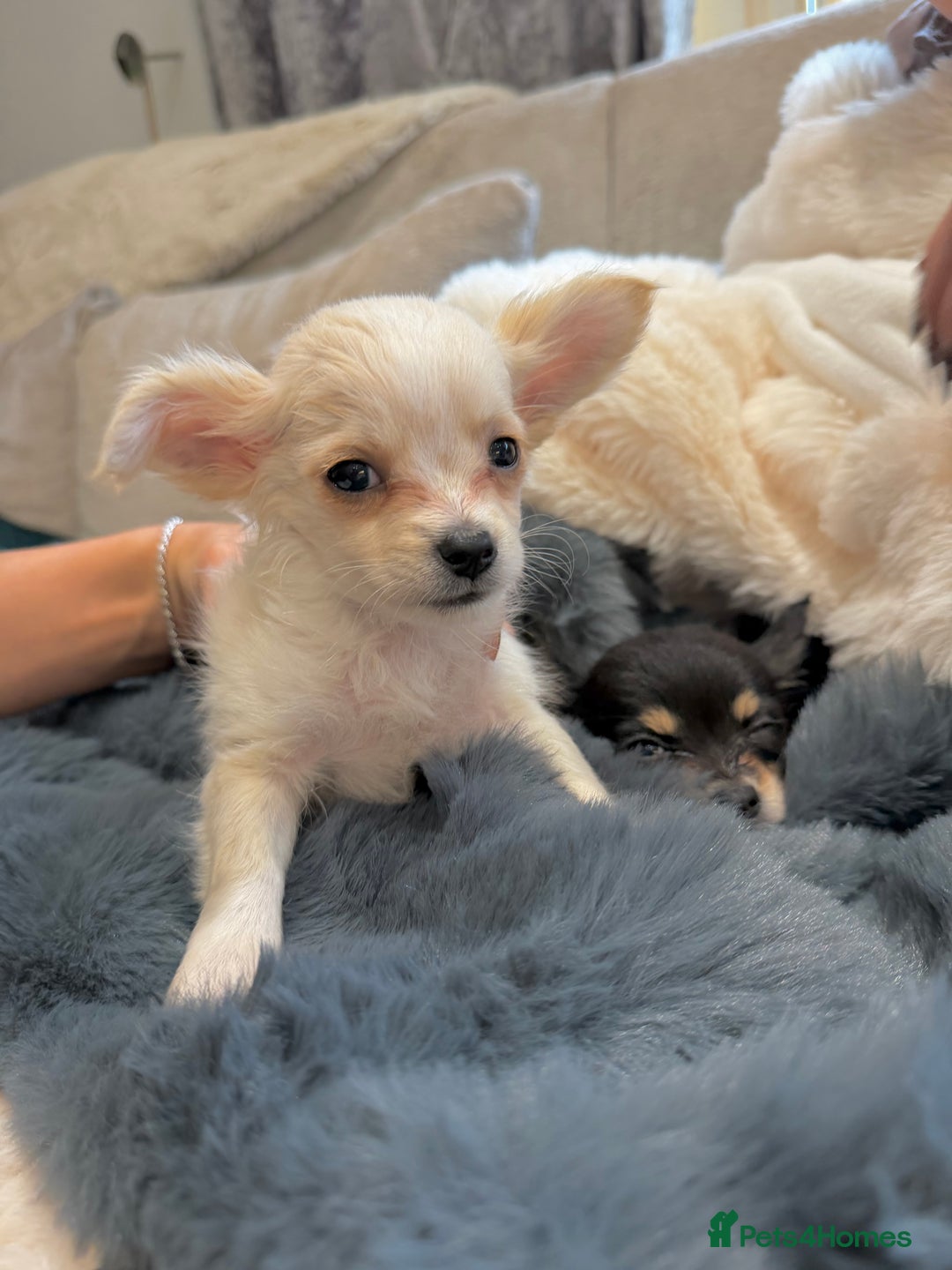 Chihuahua dogs for sale: Small Beautiful Chihuahua Puppies  - Image 7