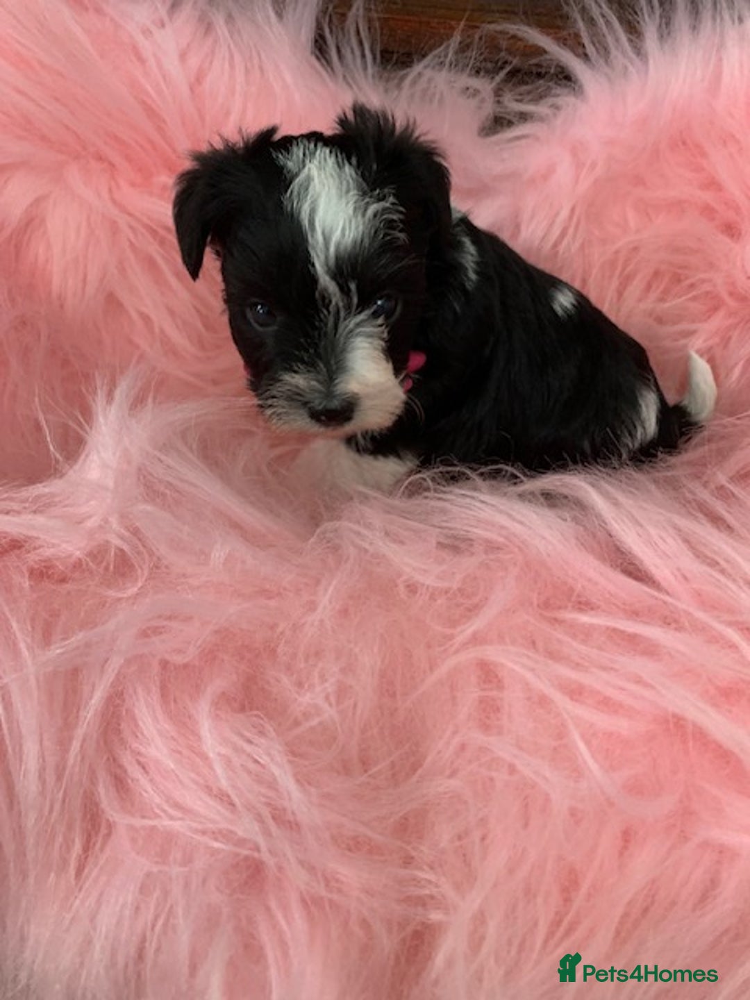 Miniature Schnauzer dogs for sale: 5* LICENSED - KC MINI (TOY) SCHNAUZER CHOCOLATE  - Advert 10