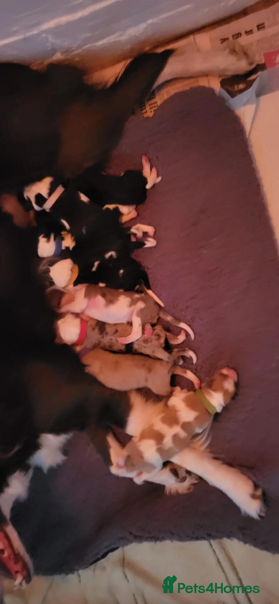 Border Collie dogs for stud: Hugo Border Collie Male - Advert 2