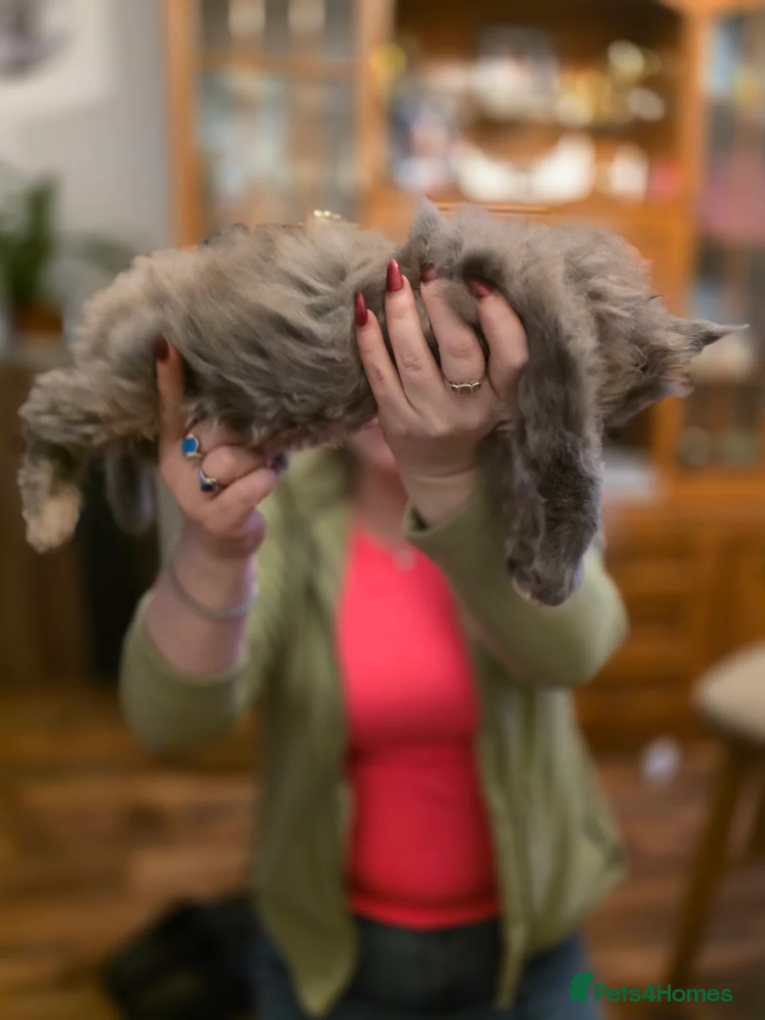 Maine Coon cats for sale: XL Maincoon kittens - Advert 7