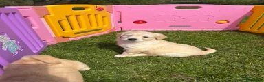 Golden Retriever Puppy 1