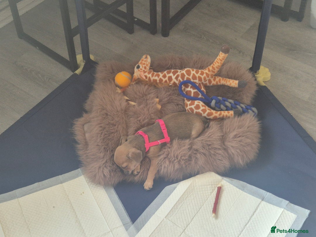 Chug dogs for sale: Fendi is looking for a home with walks - Advert 3