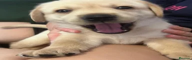 Labrador Retriever Reserved 