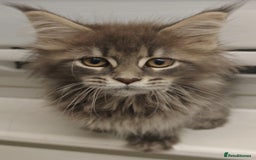 Maine Coon cats for sale: Beautiful Maine coon kittens - Image 2
