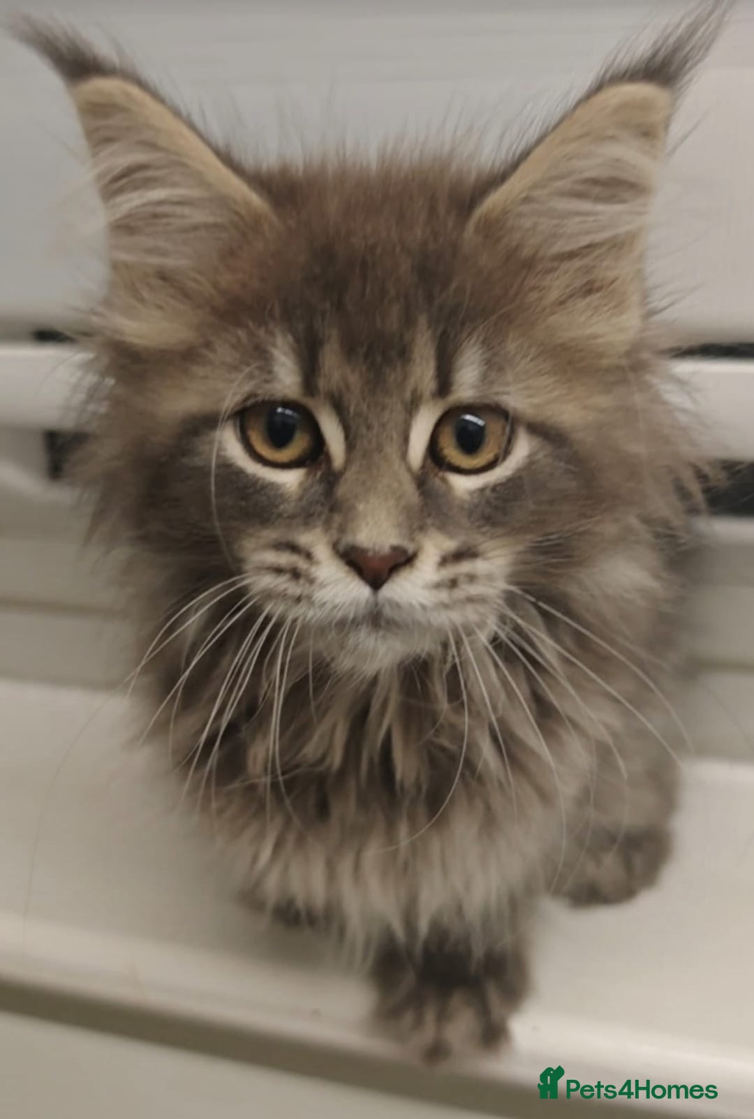 Maine Coon cats for sale: Beautiful Maine coon kittens - Image 2