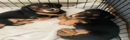 Miniature Dachshund dogs for sale: Black&Tan Puppies Looking for Their Forever Homes! - Advert 19