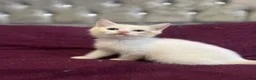 British Shorthair cats for sale: Gccf British Shorthair kittens  - Advert 14