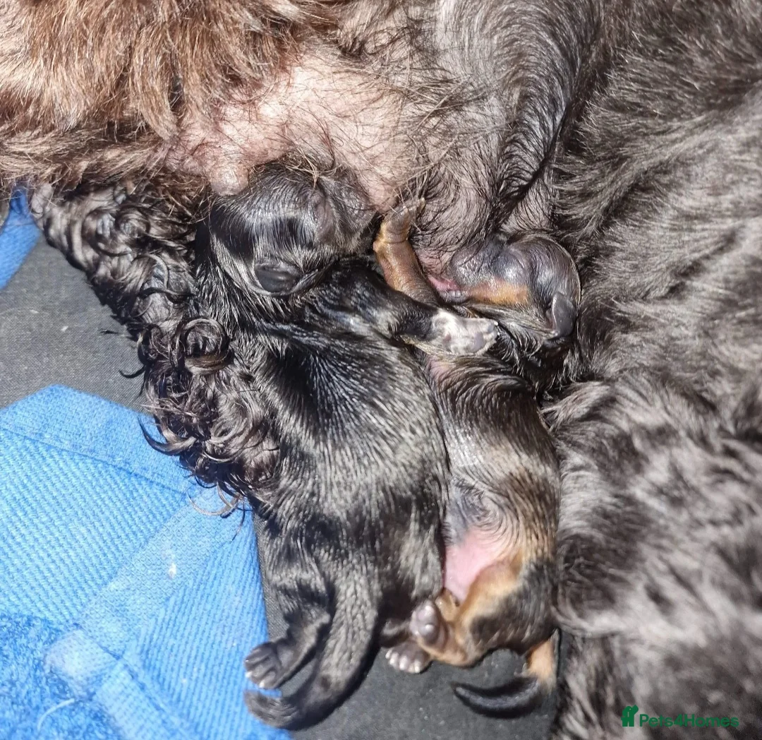 Shih Tzu dogs for stud:  imperial studs both proven  in Bolton - Advert 19