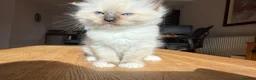 Ragdoll cats for sale: Ragdoll Kittens for Sale in Stirling - Advert 16