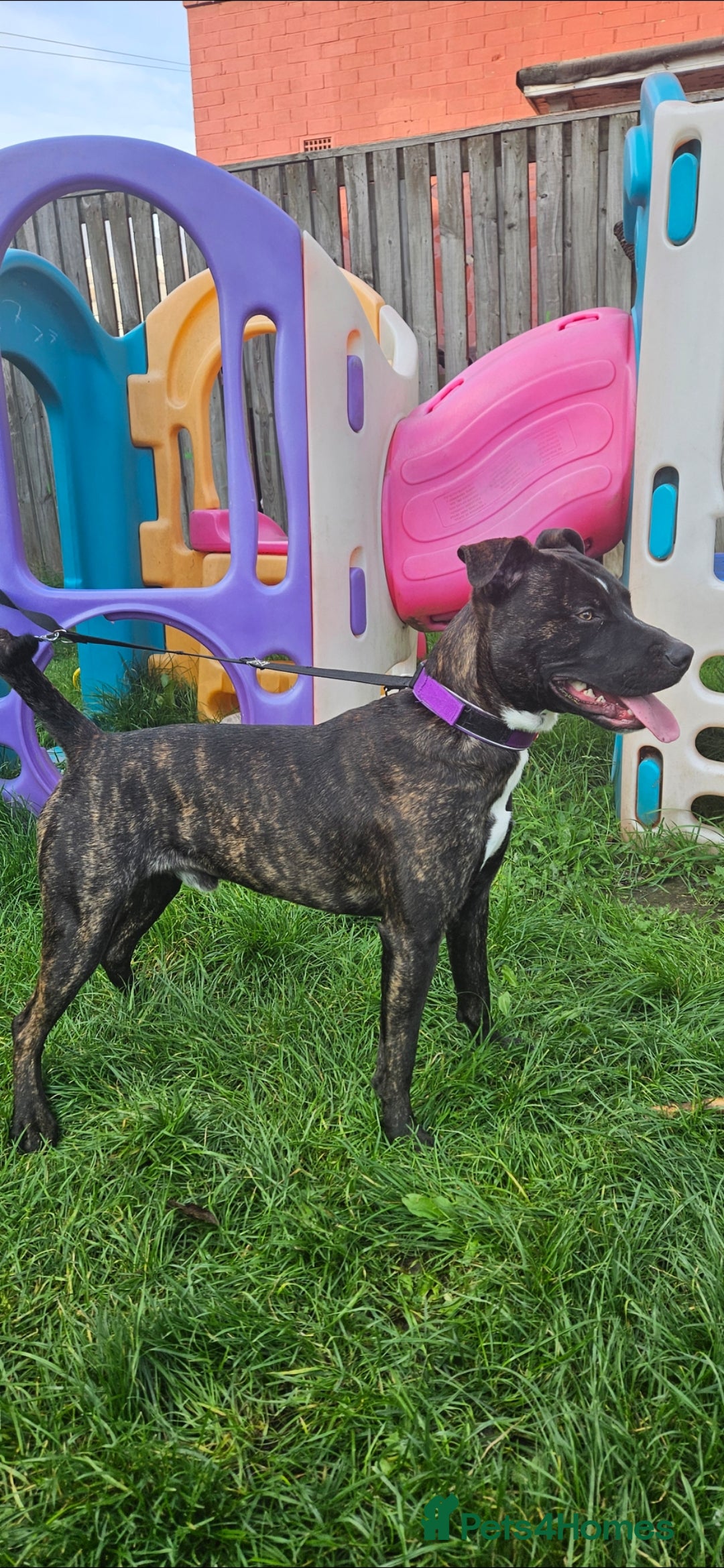 Staffordshire Bull Terrier dogs for sale: 1 year old male Staff - Advert 4