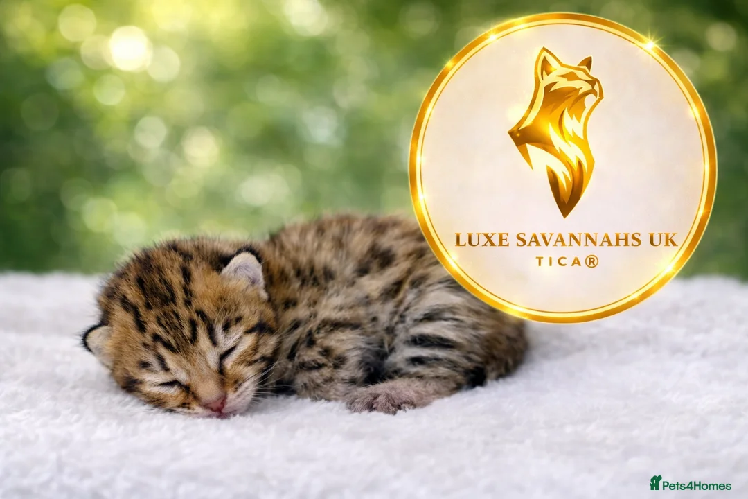 Savannah cats for sale: Rare Kiwanga pedigree F3 Savannah Kittens  - Advert 1
