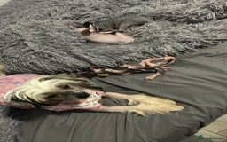 Sphynx cats for sale: Amazing boy. - Image 4