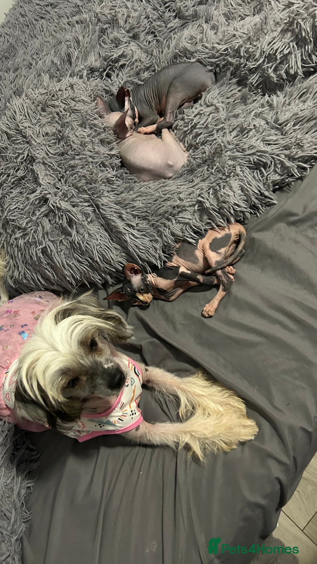 Sphynx cats for sale: Amazing boy. - Image 4