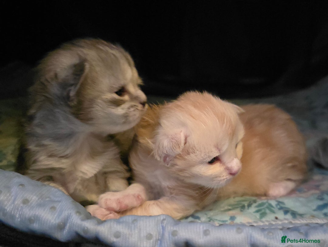 Maine Coon cats for sale: Chunky TICA registered Maine Coon Kittens - Advert 3