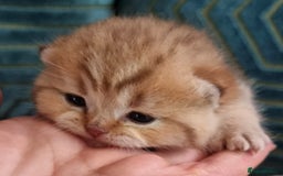 British Shorthair cats for sale: GOLDEN TABBY & COLOURPOINT BSH KITTENS - Image 1