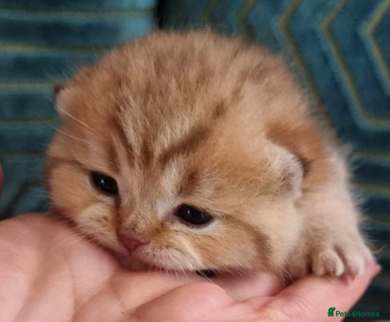 British Shorthair cats - Advert 1