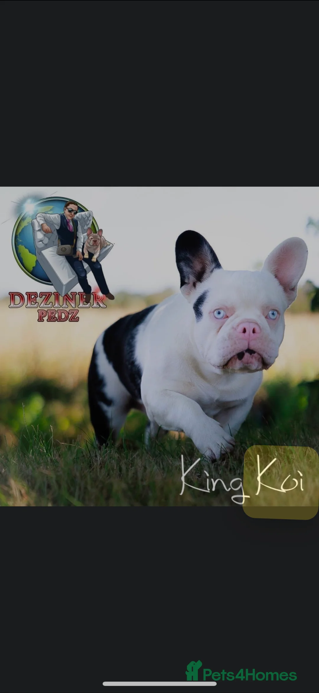 French Bulldog dogs for stud: French bulldog - Advert 3