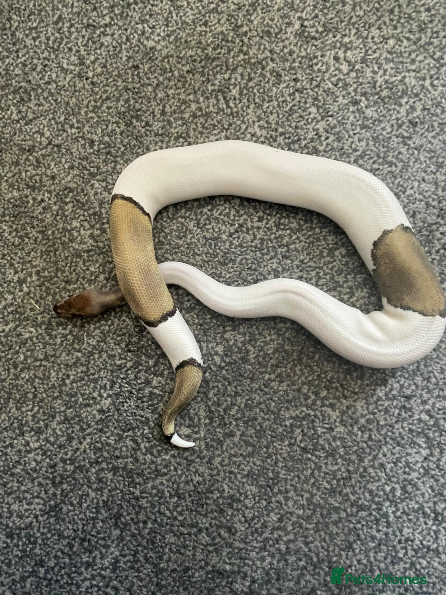 Python Snake reptiles Mojave Pied Het Albino Ball Python - Advert 1