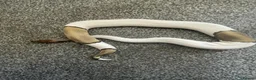 Python Snake reptiles for sale: Mojave Pied Het Albino Ball Python - Advert 1