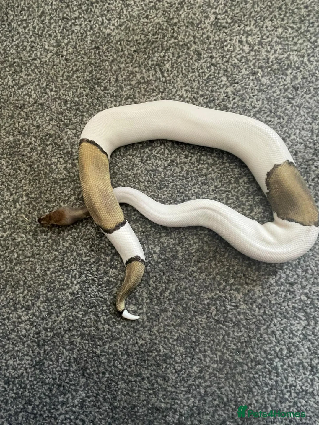 Python Snake reptiles for sale: Mojave Pied Het Albino Ball Python - Advert 1